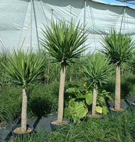 soft-tip yucca,blue-stem yucca, giant yucca,itabo
